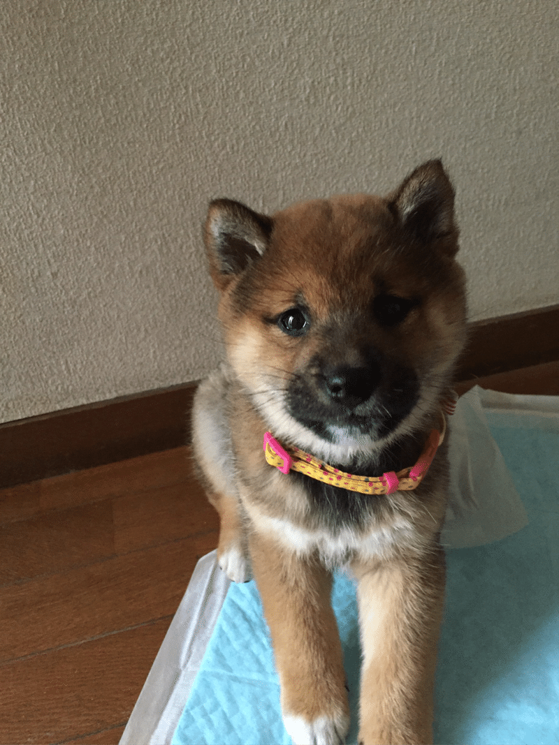 柴犬のはなし りんごのほっぺ ママ服と子供服のリサイクル Note 柴犬のはなし りんごのほっぺ ママ服と子供服のリサイクル Note