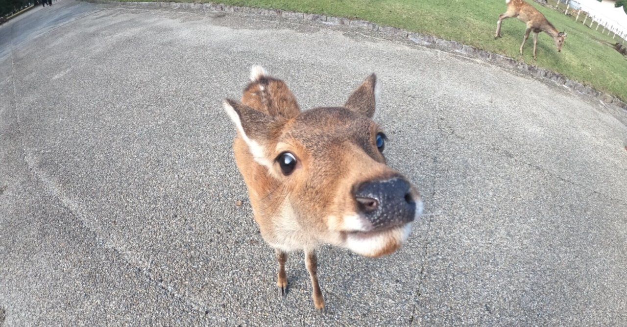 社会人が大はしゃぎできるくらい最高な奈良公園の鹿｜さっきゃん