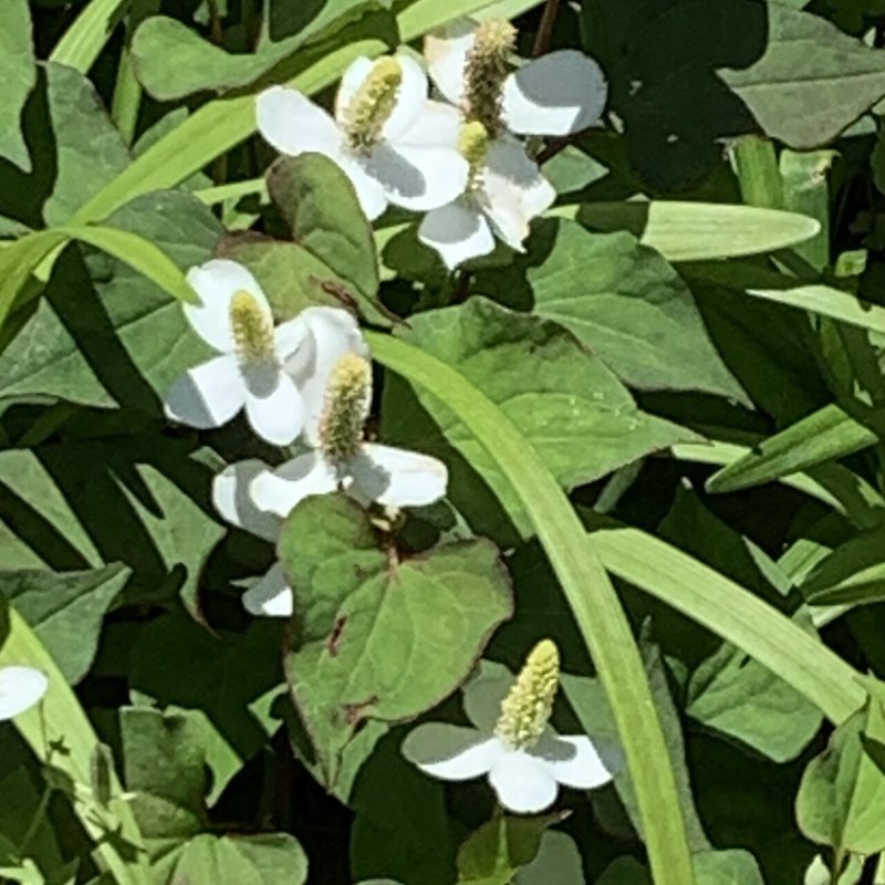 ドクダミの花は 白じゃない 黄色い花 くろだやよい Note