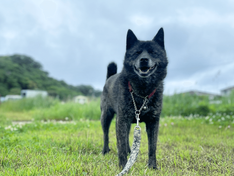 うちの犬の足裏は枝豆の香りがする サハラ文子 Ayako Sahara Note うちの犬の足裏は枝豆の香りがする サハラ文子 Ayako Sahara Note
