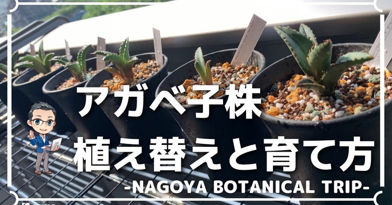 アガベの土 の新着タグ記事一覧 Note つくる つながる とどける