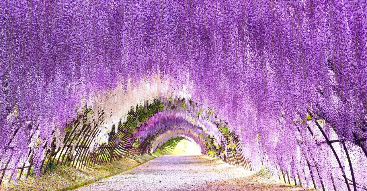 藤の花言葉 の新着タグ記事一覧 Note つくる つながる とどける