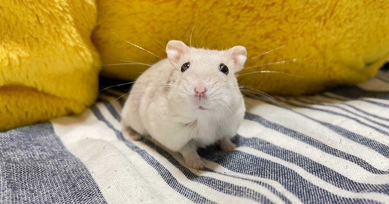 かわいいハムちゃんを愛でさせて頂く！｜むぅくんち