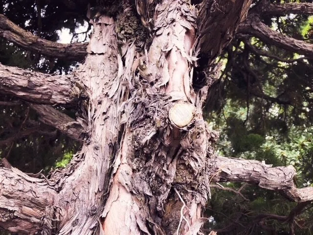 画像12