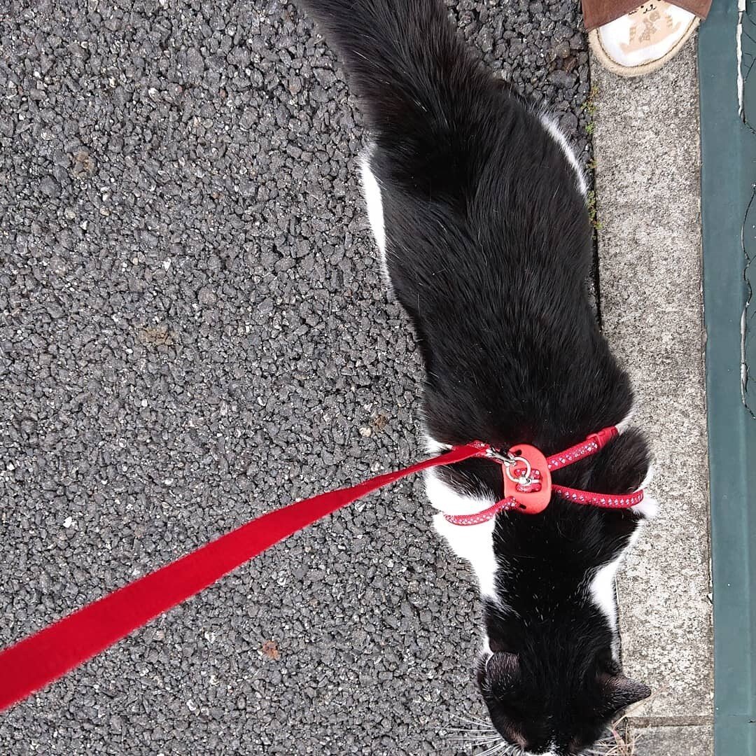 猫と散歩 の新着タグ記事一覧 Note つくる つながる とどける