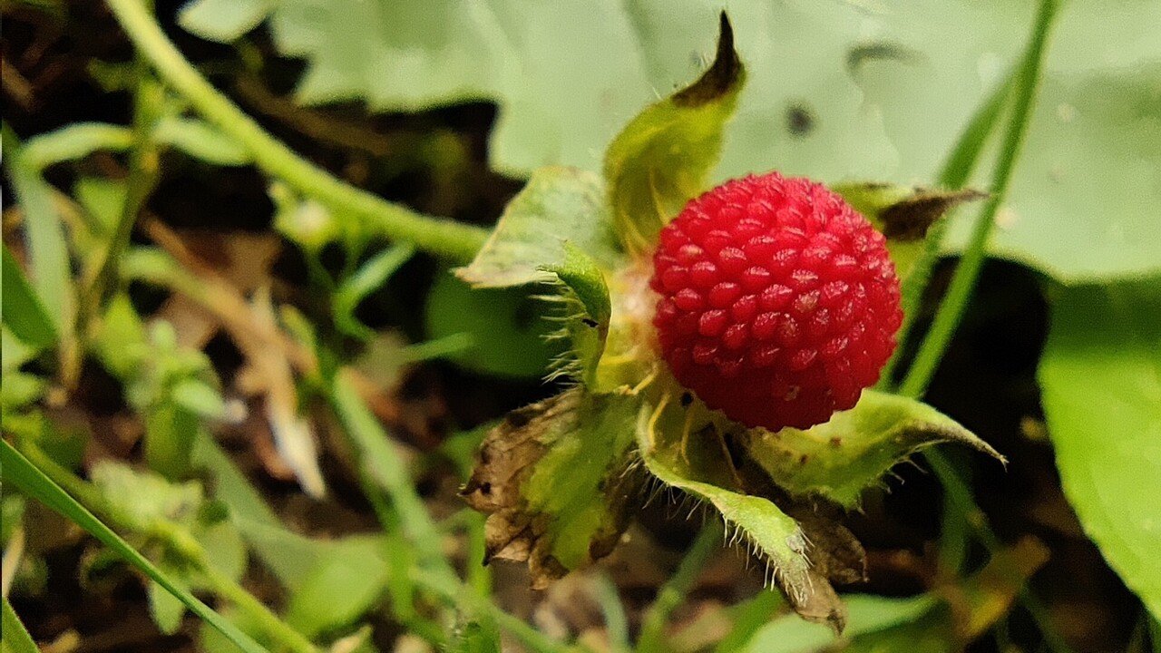山歩きとヘビイチゴ まむしに注意 修家大雄 レストラン ラ フェ Note 山歩きとヘビイチゴ まむしに注意 修家大雄 レストラン ラ フェ Note