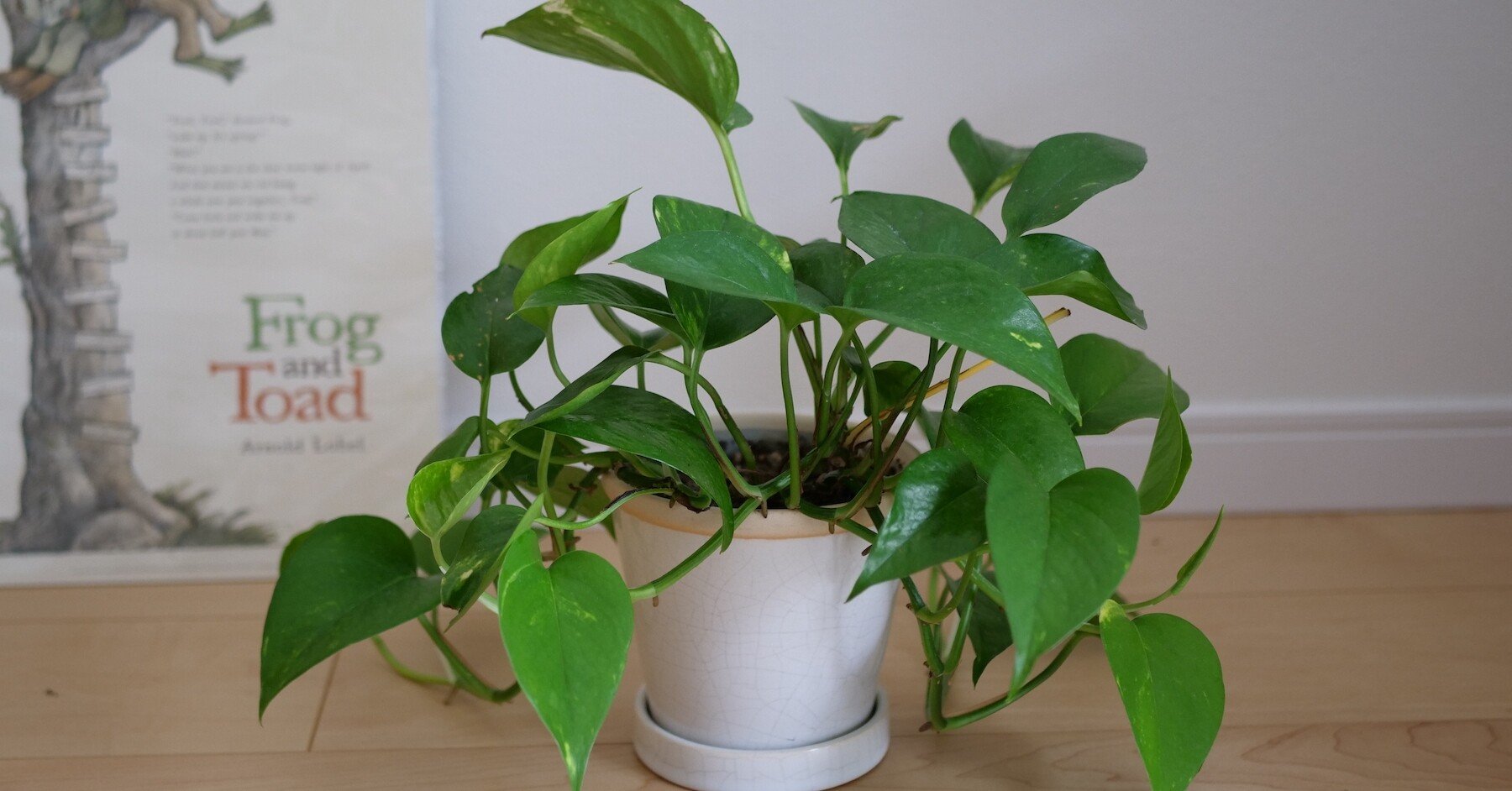 ポトスの成長記録 3ヶ月のサイズ変化 Voicy ワタナベ Note