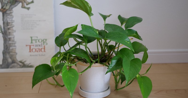 ポトスの成長記録 3ヶ月のサイズ変化 Voicy ワタナベ Note