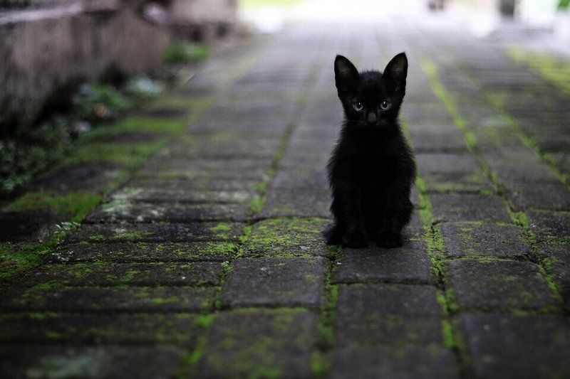ネコ・黒い子猫・石畳・迷子・おとなしく座る