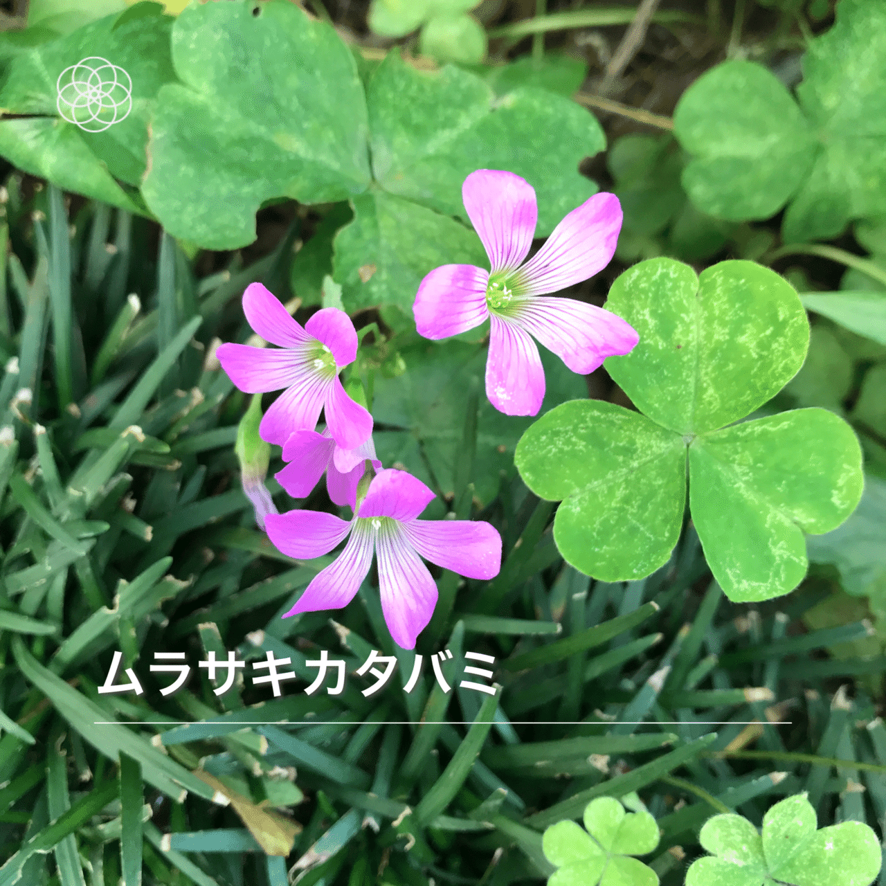 昭和天皇の名言に感動 毎日 ハナノナ で道端に咲く花たちの名前を知り 見える世界が変わりました 昭和天皇の侍従らが草を雑草 として刈ったと聞き 雑草ということはない と発言 井垣利英 ちょこっとマナー 会話美人ひと言レッスン Note