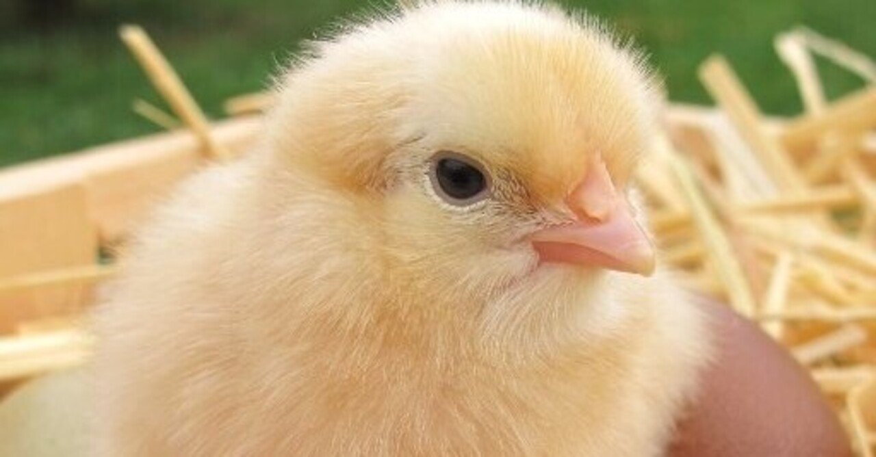 雄のひよこを殺すな 育ててから殺せ なんだそりゃ 遊べるうちに遊びましょう Note 雄のひよこを殺すな 育ててから殺せ なんだそりゃ 遊べるうちに遊びましょう Note