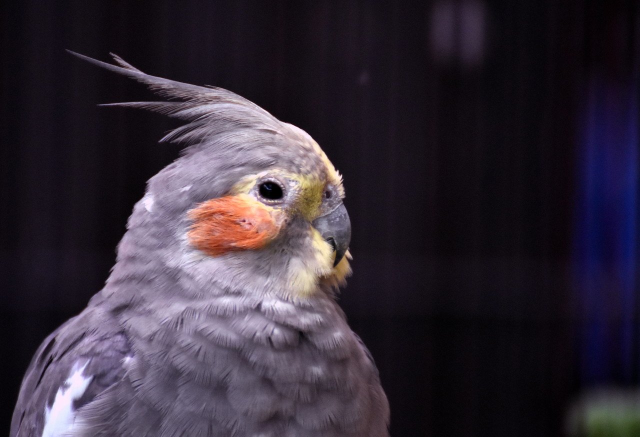オカメインコ オウム目オウム科 Hirahiranote Note