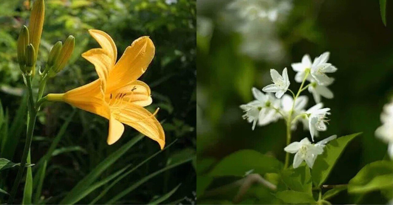 6月4日お誕生日の方おめでとうございます Monstera18 Note 6月4日お誕生日の方おめでとうございます Monstera18 Note