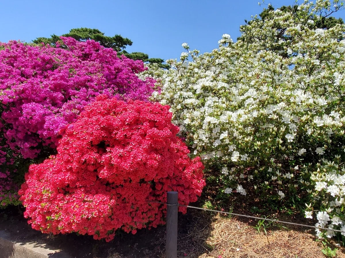つつじヶ丘公園
