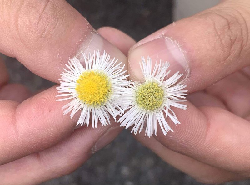 植物観察 せおさんぽ 明治神宮 代々木公園編 Meron Note 植物観察 せおさんぽ 明治神宮 代々木公園編 Meron Note