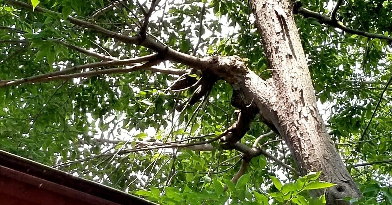 連理の枝かな 尾方佐羽 Note