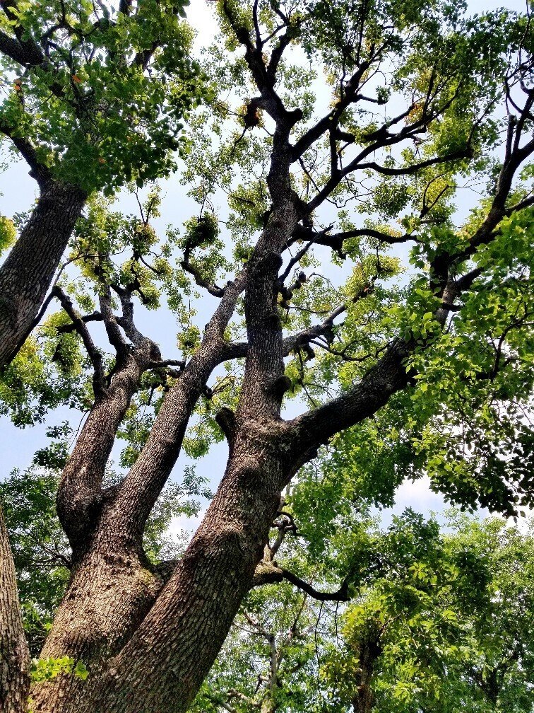 連理の枝かな 尾方佐羽 Note