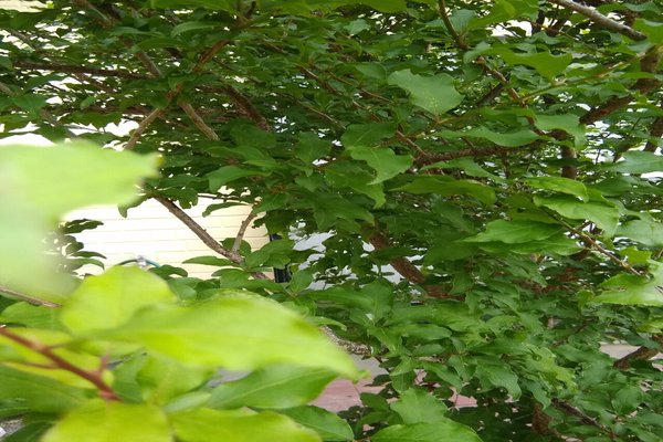この植物の名前が分からない の新着タグ記事一覧 Note つくる つながる とどける