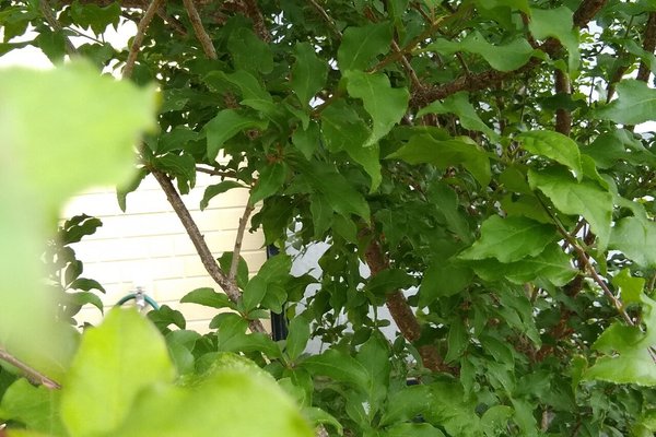 この植物の名前が分からない の新着タグ記事一覧 Note つくる つながる とどける この植物の名前が分からない の新着タグ記事一覧 Note つくる つながる とどける