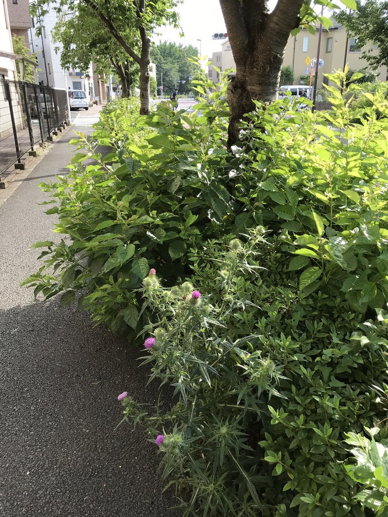 のんびり週末 多摩川さん歩 21年5月 アッシュ Note