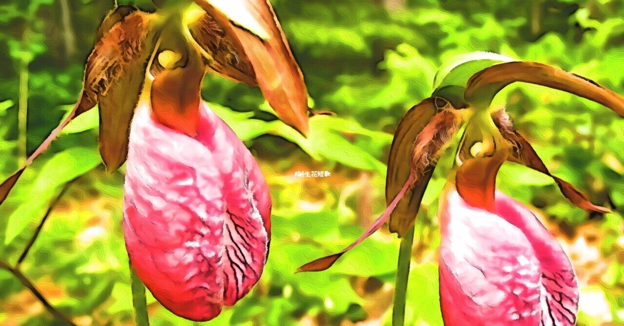 5月30日 誕生花は敦盛草 誕生花短歌 御子柴 流歌 Note 5月30日 誕生花は敦盛草 誕生花短歌 御子柴 流歌 Note