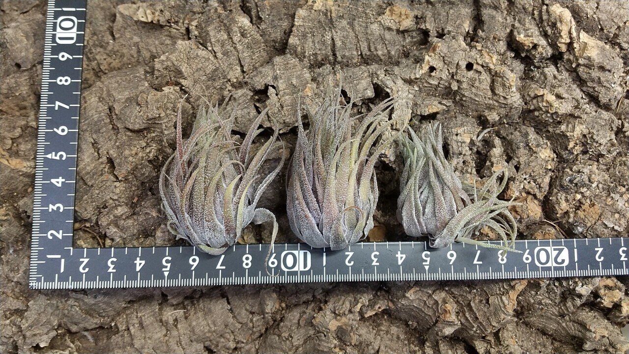 チランジア入荷リスト5/27｜NatureGarden🌿神田