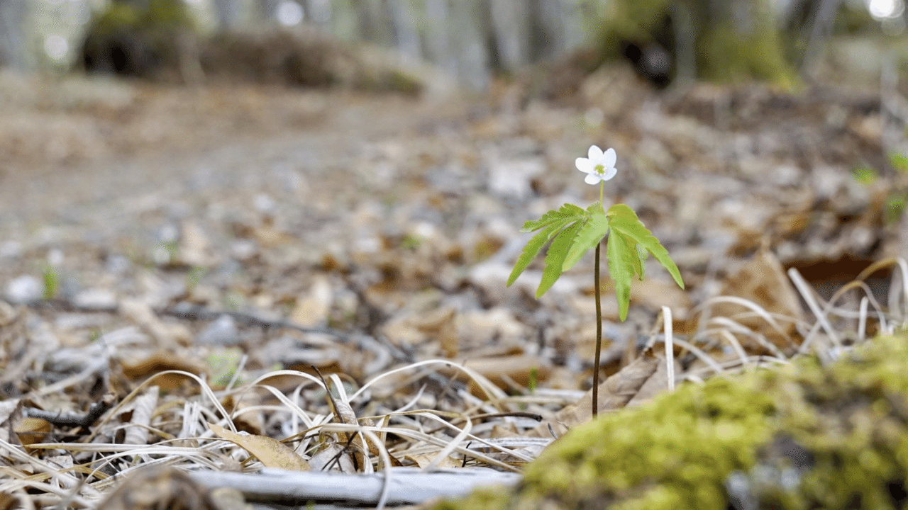 小さな小さな一輪咲きの ヒメイチゲ 鶴雅リゾートデジタルコンシェルジュ Note