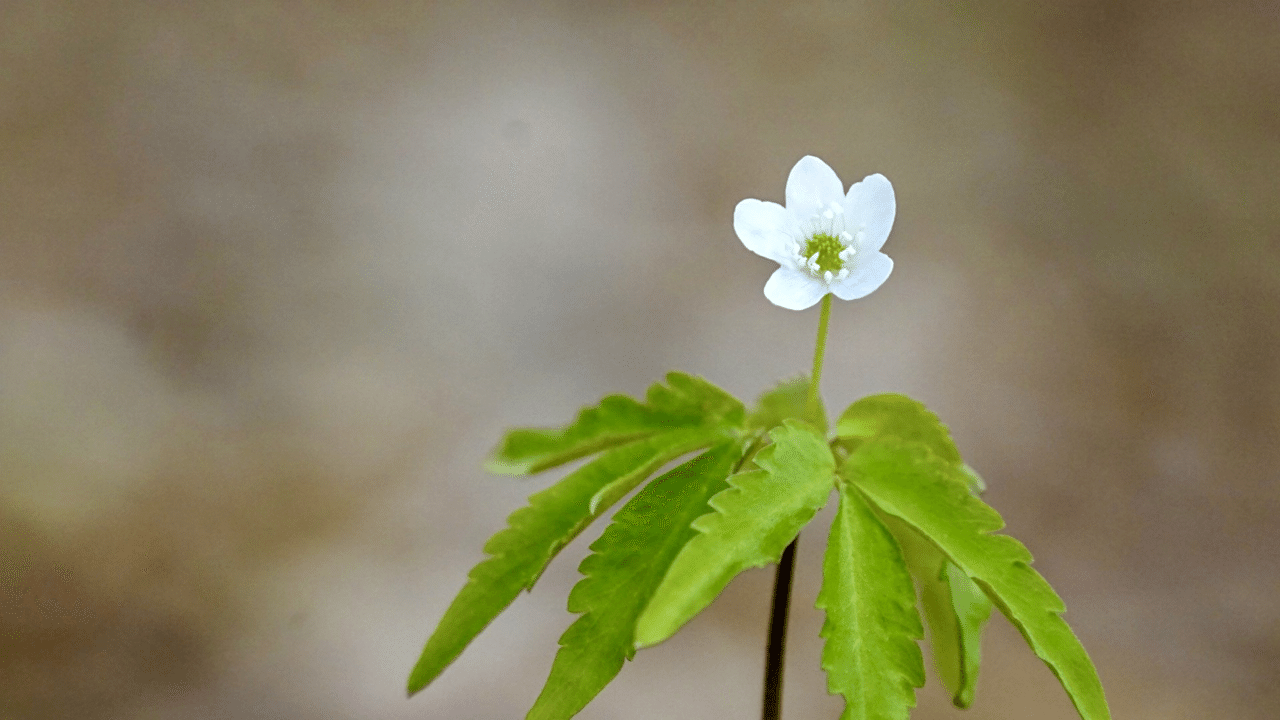 小さな小さな一輪咲きの ヒメイチゲ 鶴雅リゾートデジタルコンシェルジュ Note