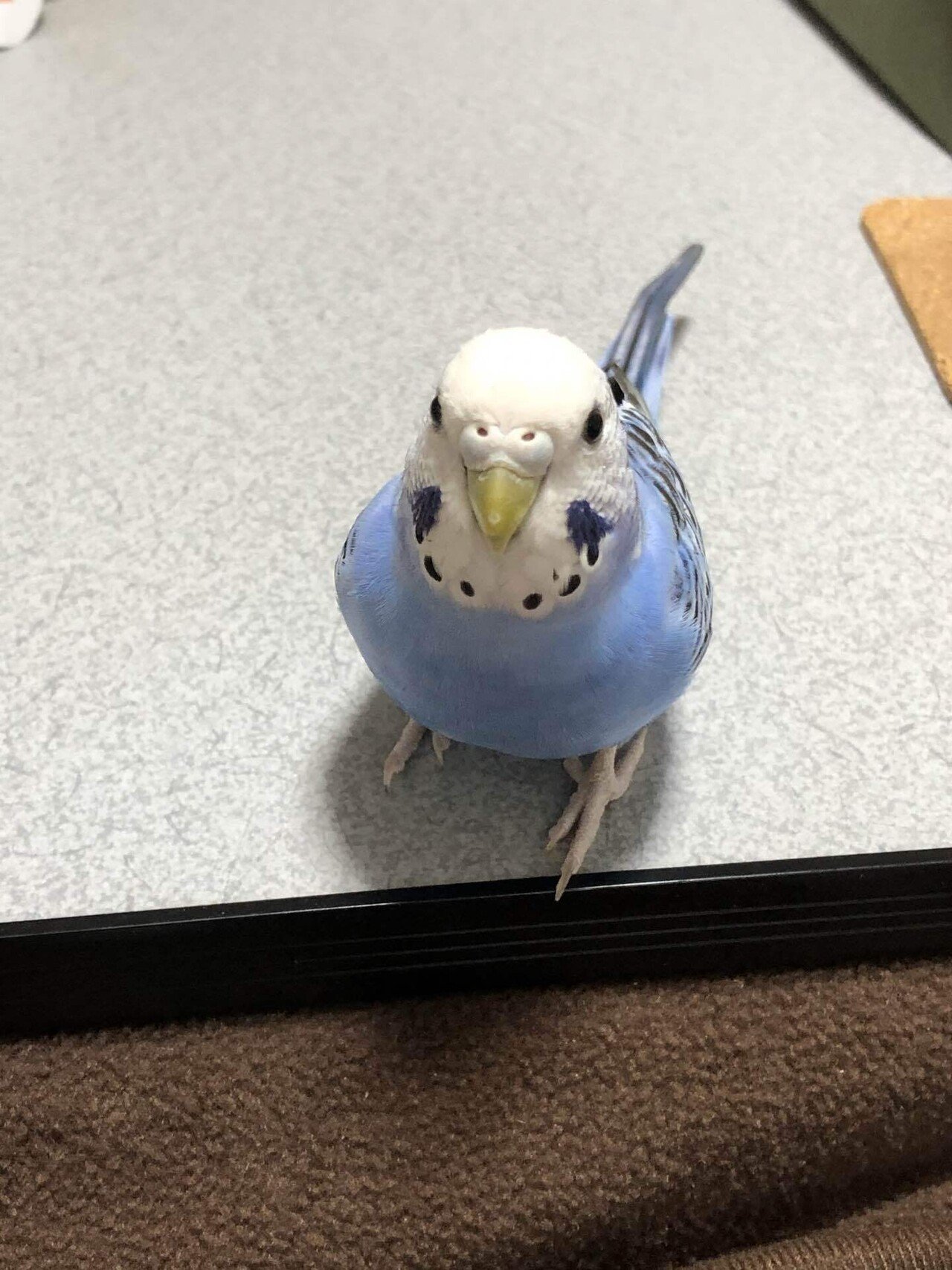 初めまして 40代既婚子なしパートです 明日から久々に仕事します まずは 4ヶ月なんで がんばります セキセイインコ 飼っています Yukisasa07 Note