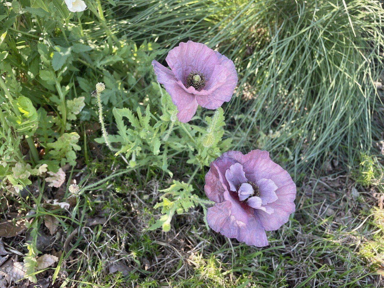 ポピー アメイジンググレイ ひかる 樹木医ガーデナー Note ポピー アメイジンググレイ ひかる 樹木医ガーデナー Note