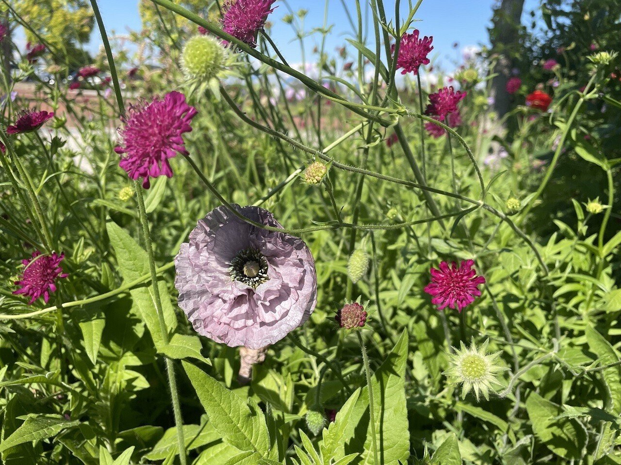 ポピー アメイジンググレイ ひかる 樹木医ガーデナー Note ポピー アメイジンググレイ ひかる 樹木医ガーデナー Note