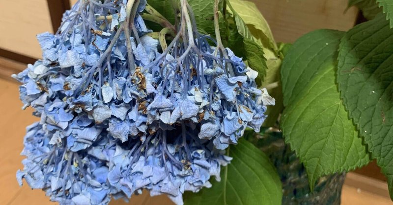 びしょ濡れに枯れ紫陽花 Tmk 47 トミ子 Note