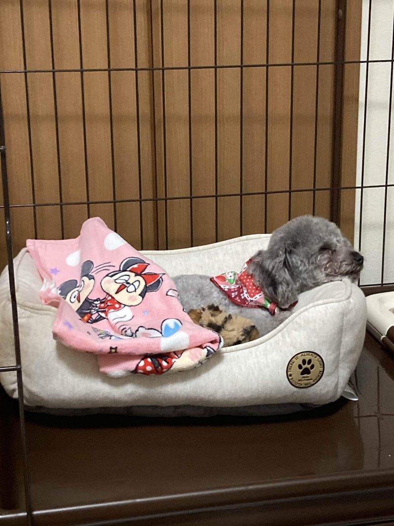 犬を飼い始めたよ なめた Note