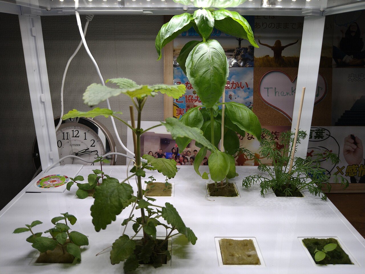 菜園記録 我が家の水耕栽培 飛祥園 無農薬栽培 その１ ショウちゃんの徒然日記 想ひを寄せて Note