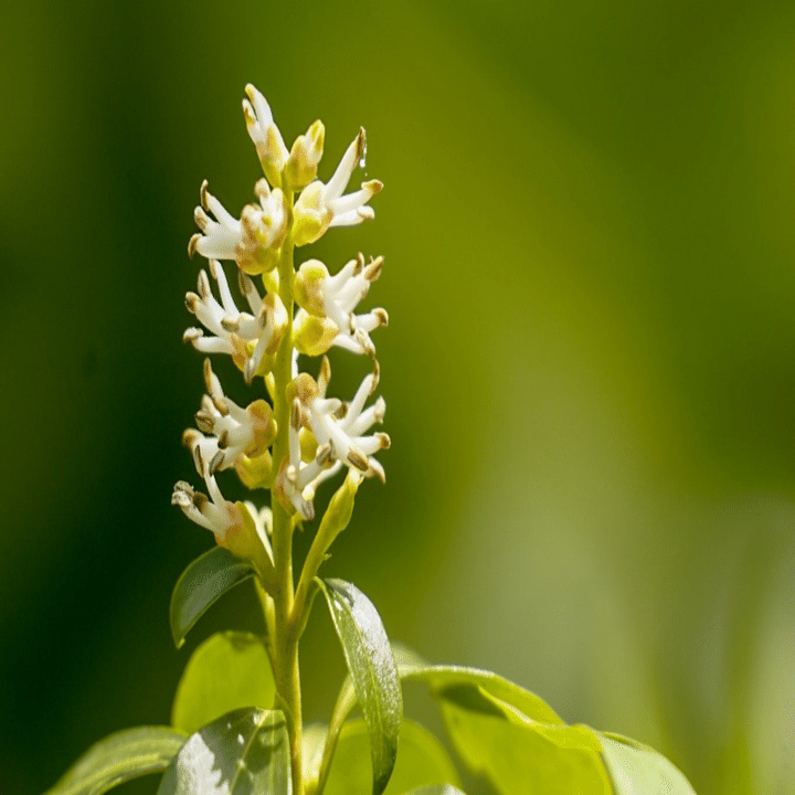 縁起の良い名を持つ フッキソウ 鶴雅リゾートデジタルコンシェルジュ Note