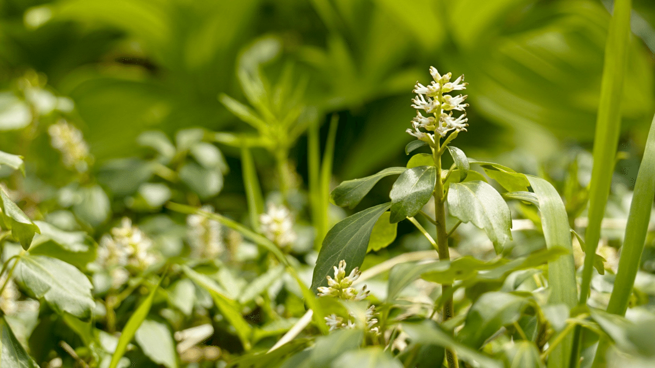 縁起の良い名を持つ フッキソウ 鶴雅リゾートデジタルコンシェルジュ Note 縁起の良い名を持つ フッキソウ 鶴雅リゾートデジタルコンシェルジュ Note
