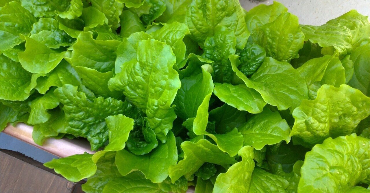 ガーデニング サンチュさんを間引くと見せかけての収穫 おがばん 拝万里 Note ガーデニング サンチュさんを間引くと見せかけての収穫 おがばん 拝万里 Note