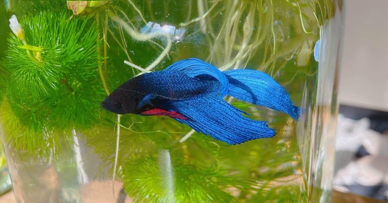 飼い方 の新着タグ記事一覧 Note つくる つながる とどける