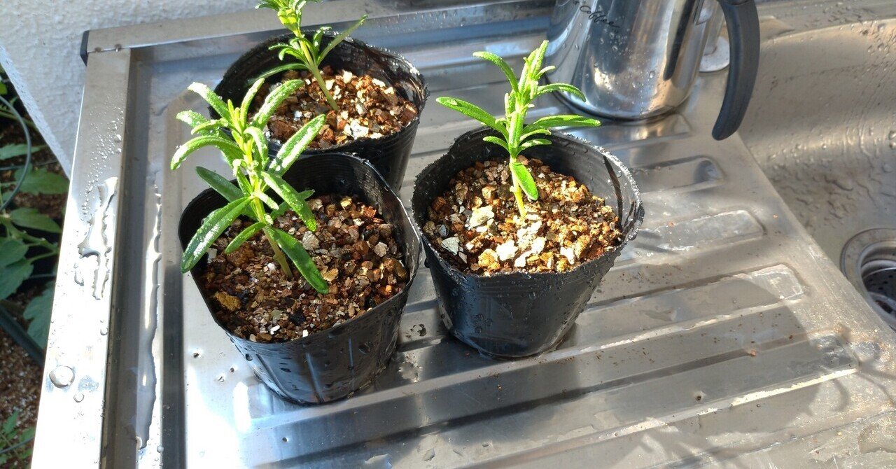 ガーデニング ローズマリーさんを挿し木で増やすのだ おがばん 拝万里 Note ガーデニング ローズマリーさんを挿し木で増やすのだ おがばん 拝万里 Note