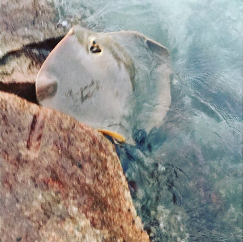 釣りをしていて考えたこと6 佐藤秀峰 Note 釣りをしていて考えたこと6 佐藤秀峰 Note