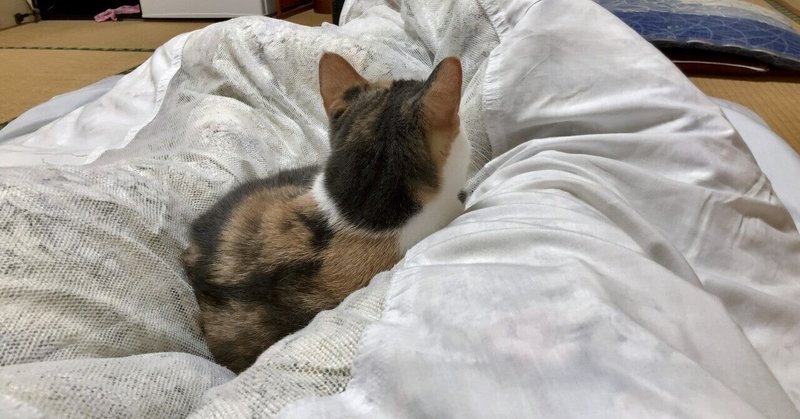 湯河原 猫を借りて泊まれる宿 まいきゃっと が最高だ 長谷川 翔一 編集とマーケティング Note 湯河原 猫を借りて泊まれる宿 まいきゃっと が最高だ 長谷川 翔一 編集とマーケティング Note