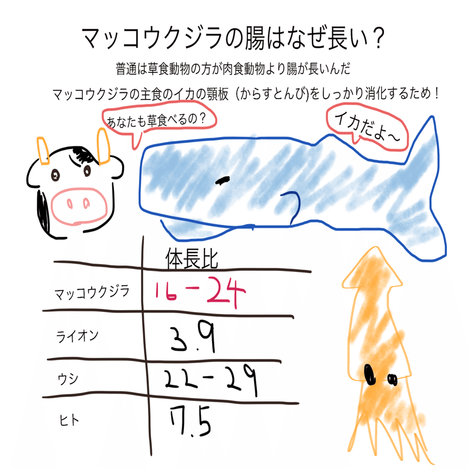 人間の腸の長さ