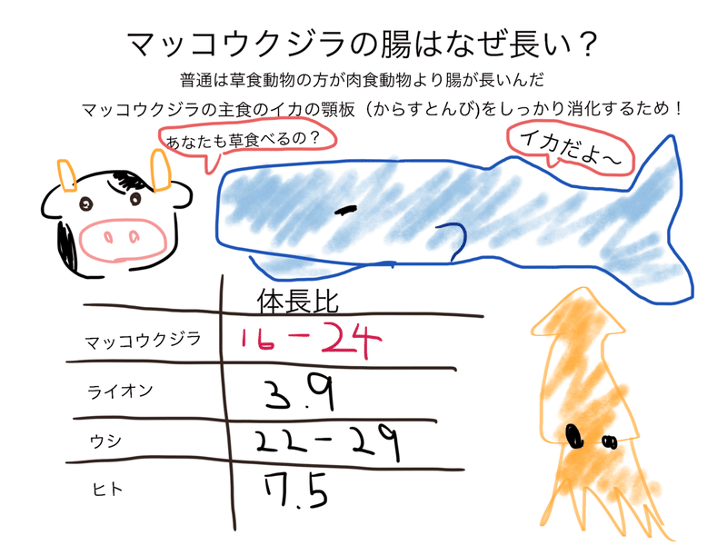 マッコウクジラの腸はなぜ長い 獣医師ふーの 獣医さんとやってみよう自由研究 Note マッコウクジラの腸はなぜ長い 獣医師ふーの 獣医さんとやってみよう自由研究 Note