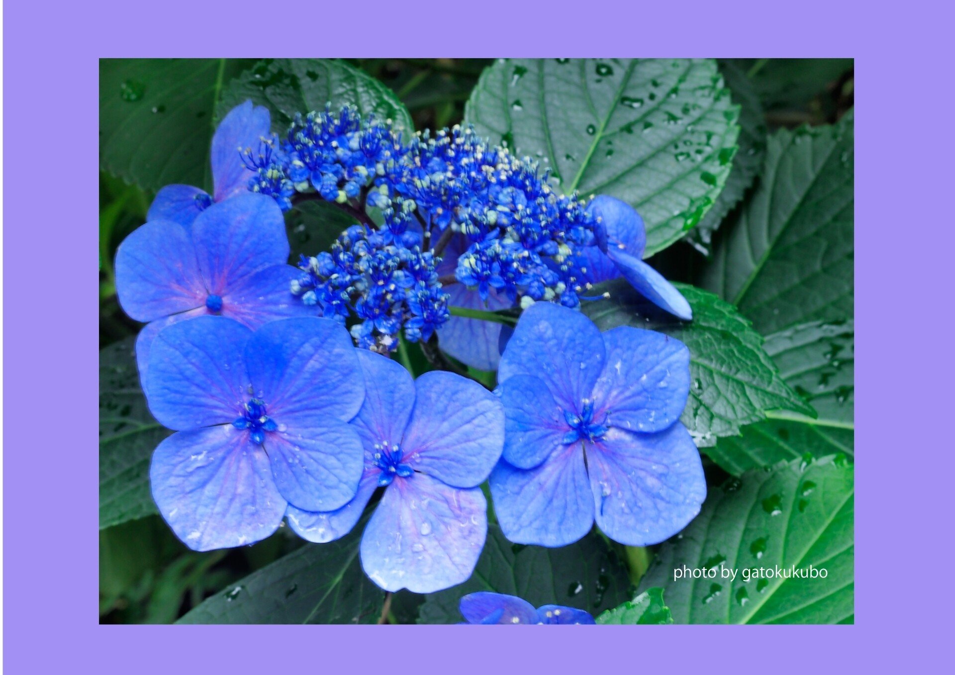 紫陽花は梅雨時の花 雨がよく似合う 開花時期は6月から7月｜gatokukubo