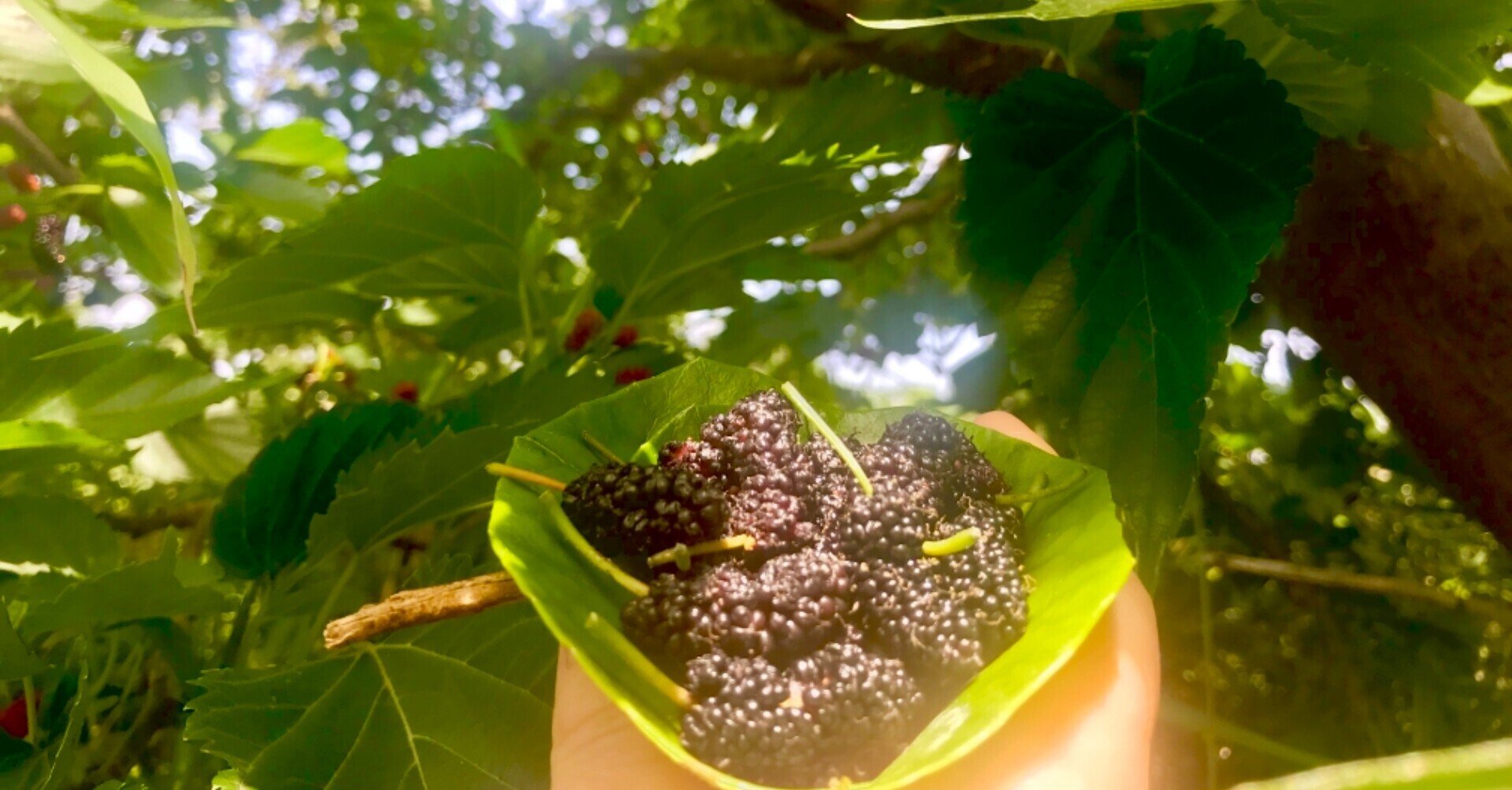 暮らし文化 くわのみ狩り けいちゃん Note 暮らし文化 くわのみ狩り けいちゃん Note