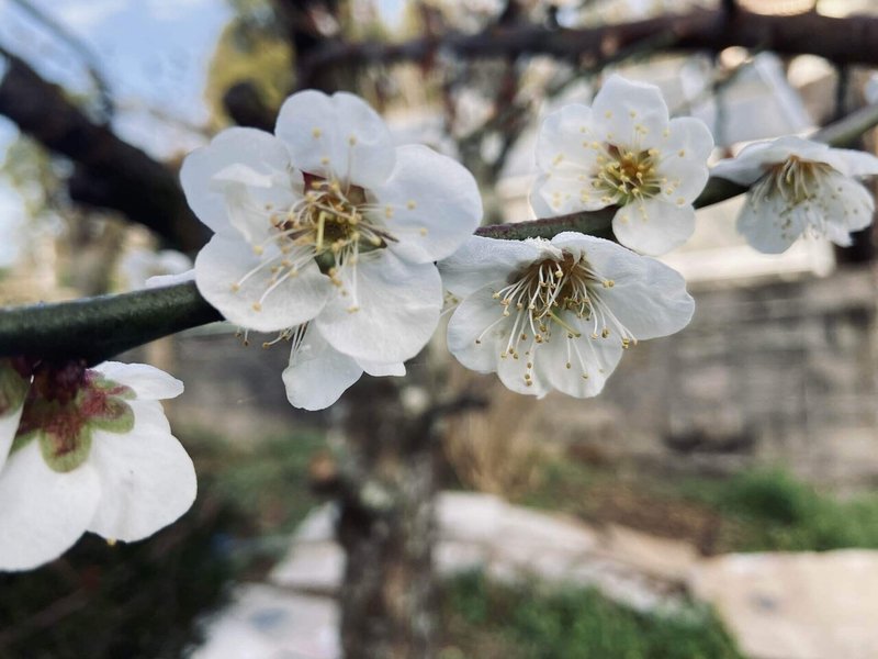 梅干し 梅のレシピ をみながらはじめての梅仕事をする ころの庭自然菜園ーハーブやアロマもー Note 梅干し 梅のレシピ をみながらはじめての梅仕事をする ころの庭自然菜園ーハーブやアロマもー Note