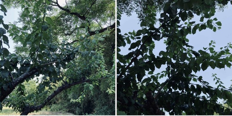 梅干し 梅のレシピ をみながらはじめての梅仕事をする ころの庭自然菜園ーハーブやアロマもー Note 梅干し 梅のレシピ をみながらはじめての梅仕事をする ころの庭自然菜園ーハーブやアロマもー Note