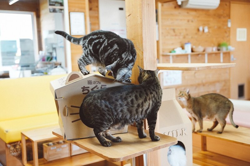 第3弾 猫カフェちぐら に行ってきました ダンボールハウス作ってみようと頑張っている件 Note 第3弾 猫カフェちぐら に行ってきました ダンボールハウス作ってみようと頑張っている件 Note