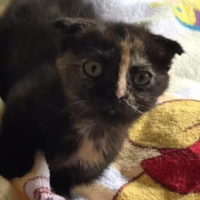 chiconoito
