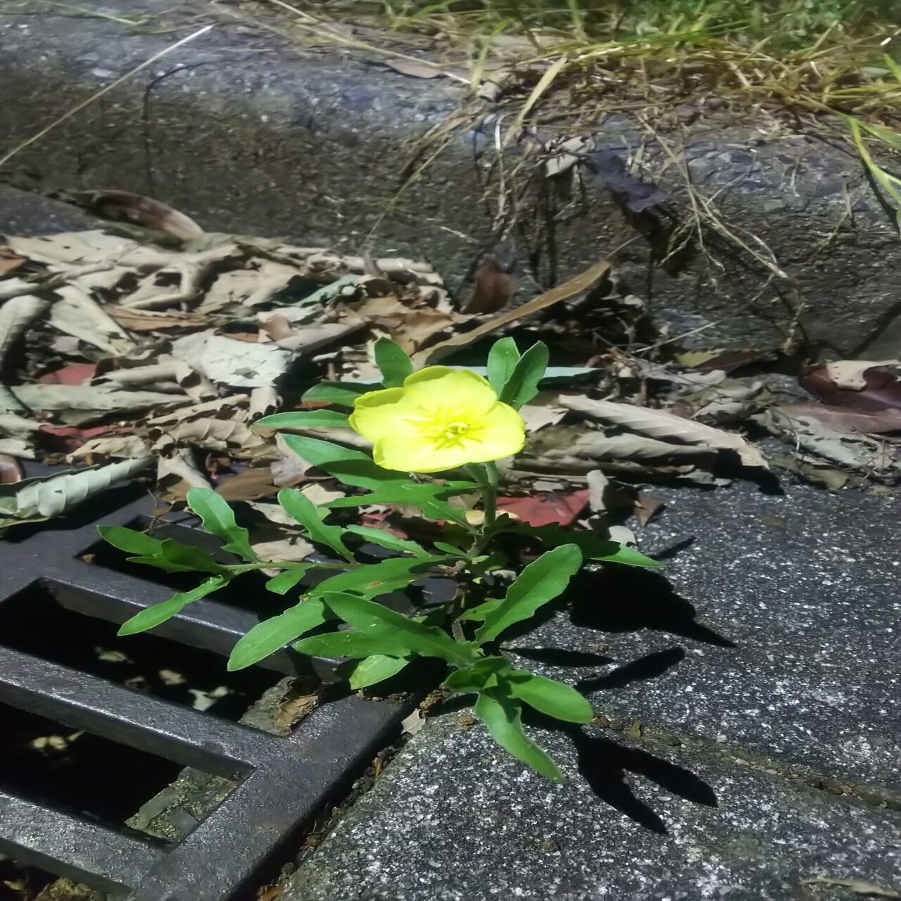 コマツヨイグサ あおはくたき Note